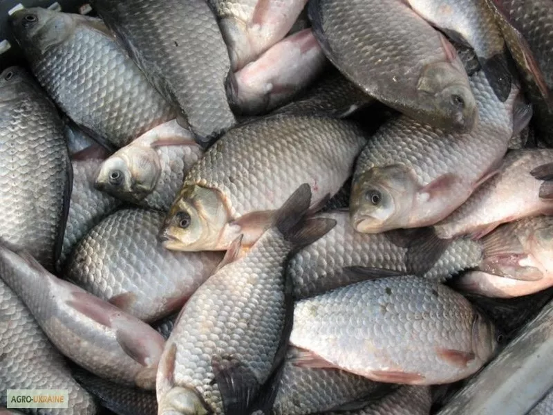 продам Поставки  експорт  рыбопродукции из Украины собственного вылова
